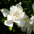 2 Gallon Fragrant White Blooms Flowering Evergreen Shrub V1812
