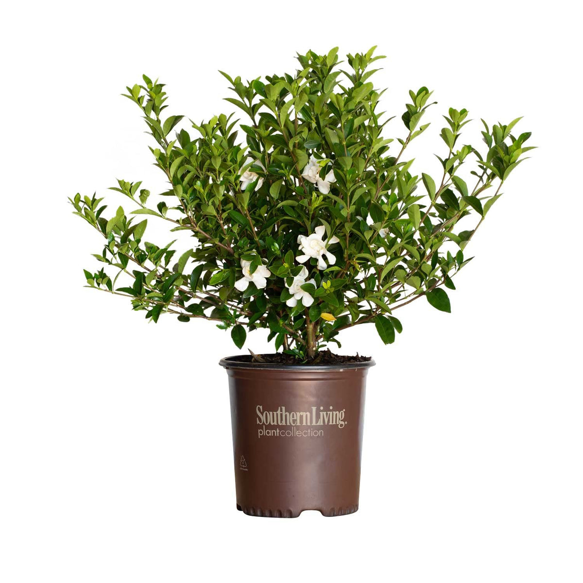 2 Gallon Fragrant White Blooms Flowering Evergreen Shrub V1812