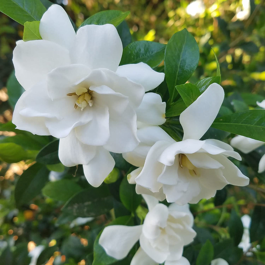 2 Gallon Fragrant White Blooms Flowering Evergreen Shrub V1812