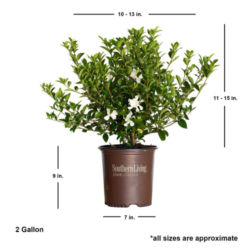 2 Gallon Fragrant White Blooms Flowering Evergreen Shrub V1812