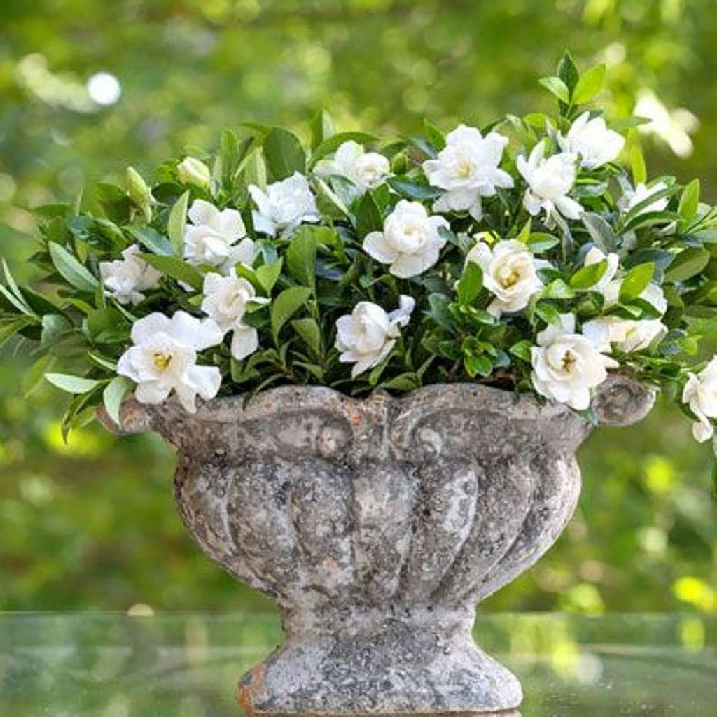 2 Gallon Fragrant White Blooms Flowering Evergreen Shrub V1812
