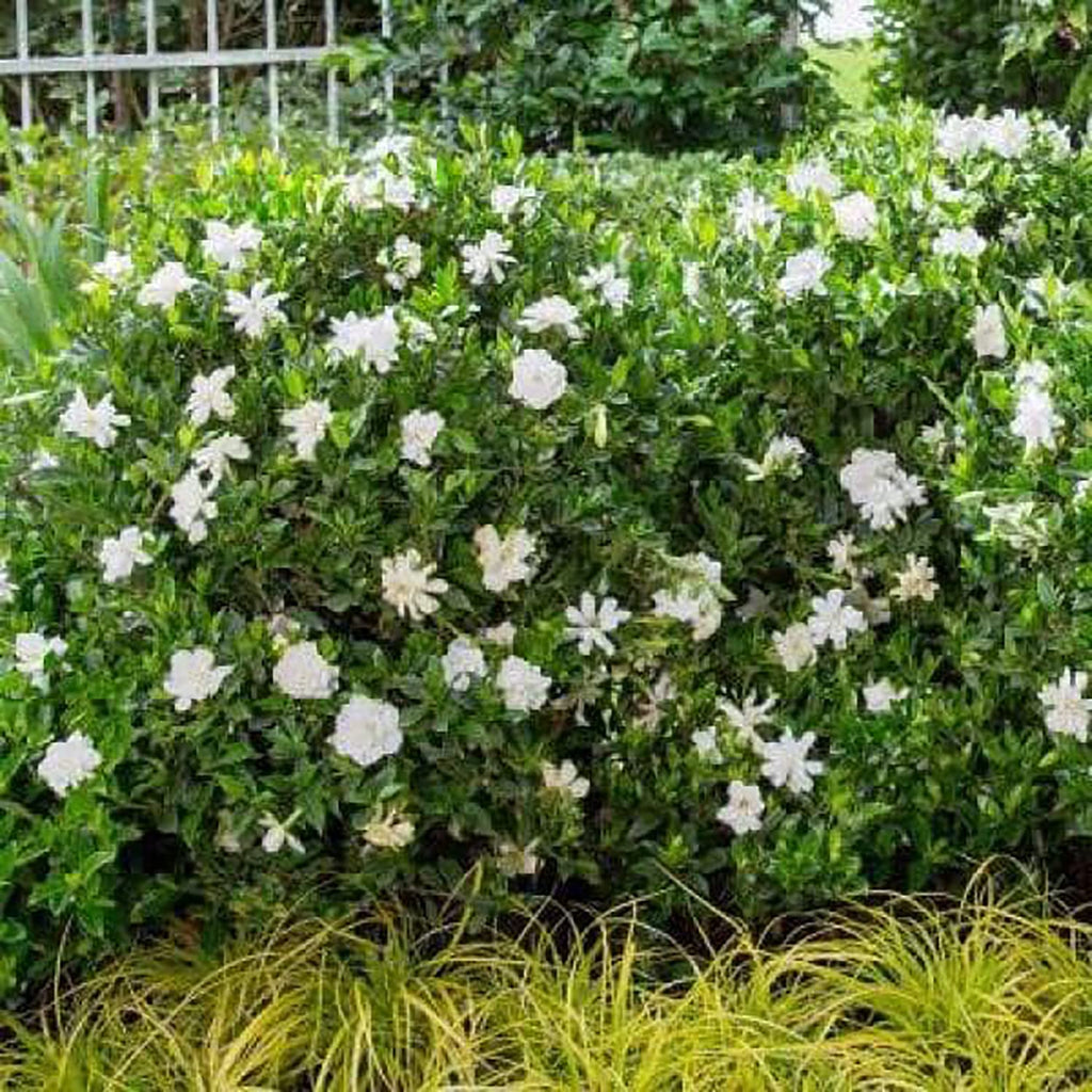 2 Gallon Fragrant White Blooms Flowering Evergreen Shrub V1812